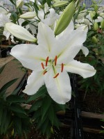 [4250 Serena Madonna No02.JPG]